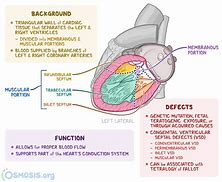 Image result for Atrioventricular Septum