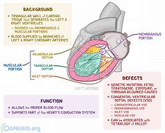 Image result for Interatrial Septum Anatomy