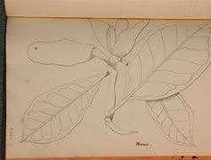 Image result for Langshan APA Drawing