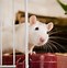 Image result for Reading Rat