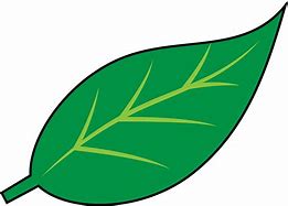 Image result for Realistic Leaf Clip Art