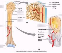 Image result for Inside Bone Labeled