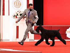 Image result for AKC Champions