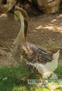 Image result for African Grey Goose