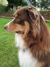 Image result for Aussie Shep