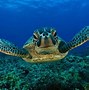 Image result for Yay Turtle