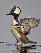 Image result for Standing Hooded Merganser