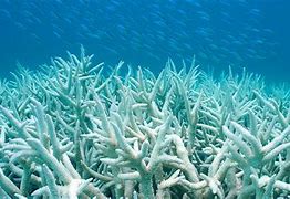 Image result for Coral Bleaching Hawaii