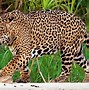 Image result for Desierto Fauna