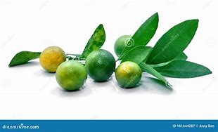 Image result for Kumquat Fruit White Background