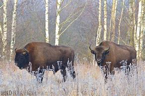 Image result for Polish Bison