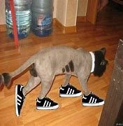 Image result for Cursed Cat Pictures