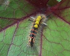 Image result for Tussock Moth Larvae