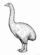 Image result for MOA Bird Art