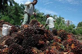 Image result for KELAPA SAWIT