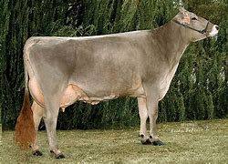 Image result for Brown Swiss Cattle