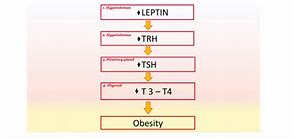 Image result for TSH Signaling Pathway