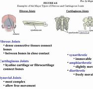 Image result for Examples of Cartilaginous Joints