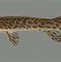 Image result for Arkansas Gar