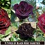 Image result for Black Rose Bushes