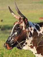 Image result for Nguni Velle