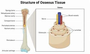 Image result for Bone Making Cells