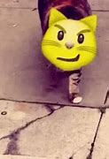 Image result for Rich Cat GIF Emoji