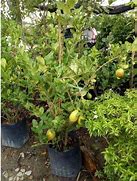 Image result for Lemon-Orange Hybrid