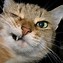 Image result for Stinky Cat Face Meme