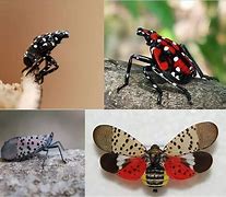 Image result for LanternFly