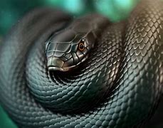 Image result for Black Mamba