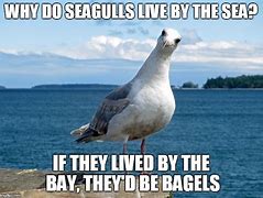 Image result for Seagull Meme Christmas