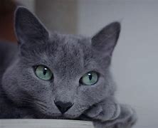 Image result for Russian Blue Cat German Shepherd