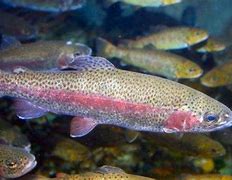 Image result for Mounted Rainbow Trout