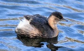 Image result for Female Grebe