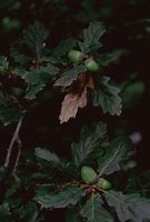 Image result for Greenheart Tree Leaf