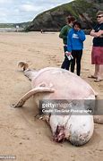 Image result for Dead Harbour Porpoise