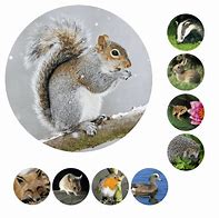 Image result for Wildlife Stickers