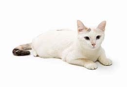 Image result for Cute White Cat Laying Down