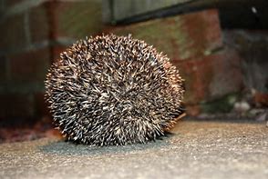 Image result for Hedgehog Ball