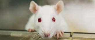 Image result for Male Albino Rats