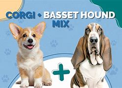 Image result for Corgi Hound Mix