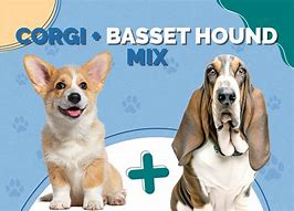 Image result for Corgi Basset Hound Mix