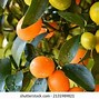 Image result for Oval Kumquat