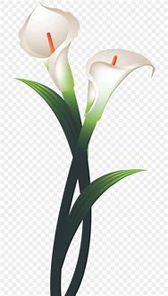 Image result for Calla Lily Flower Clip Art