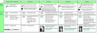 Image result for Upper Extremity Innervation Chart