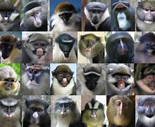 Image result for Monkey List