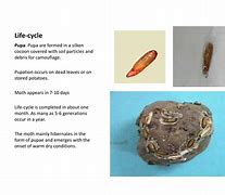 Image result for Life Cycle of Potato Tuber Moth