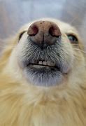 Image result for Dog Brainrot Funny