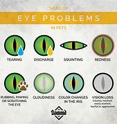 Image result for Cat Eye Problems